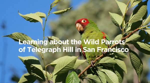 Learning about the Wild Parrots of Telegraph Hill in San Francisco