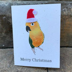 Sun Conure Holiday Christmas Card