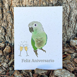 Feliz Aniversario - Green Cheek Conure