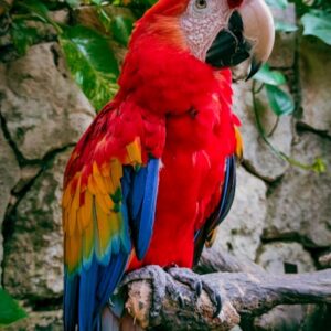 Tropical Art Print